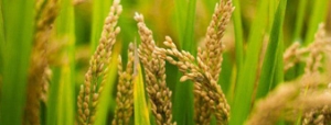 什么是富硒面粉？富硒面粉對(duì)我們?nèi)梭w有什么好處？